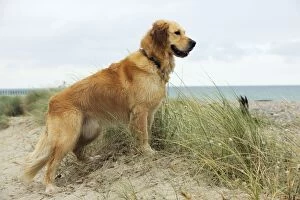 JD-21313 DOG. Golden retriever standing on sand dune