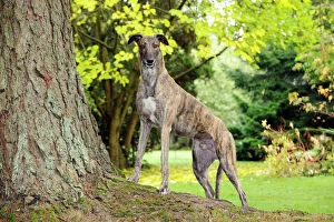 JD-21322 DOG. Greyhound standing on tree root