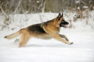 JD-21374 DOG. German shepherd running through the snow