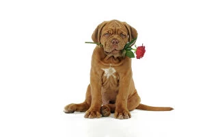 JD-21418 DOG. Dogue de bordeaux puppy sitting down holding a rose