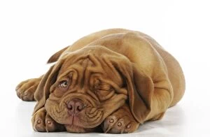 JD-21421-M DOG. Dogue de bordeaux puppy lying down - winking