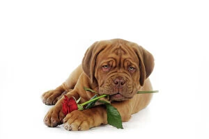 JD-21422 DOG. Dogue de bordeaux puppy lying down holding a rose