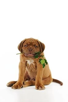 JD-21424 DOG. Dogue de bordeaux puppy sitting down holding holly