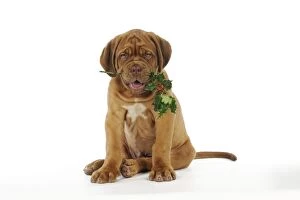 JD-21427 DOG. Dogue de bordeaux puppy sitting down holding holly