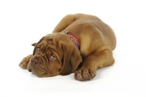 JD-21430 DOG. Dogue de bordeaux puppy laying down wearing a union jack collar