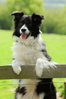 JD-21487 DOG. Border collie looking over fence