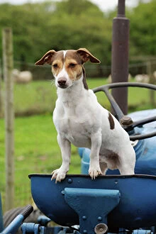 JD-21514 DOG. Jack russell terrier standing on tractor