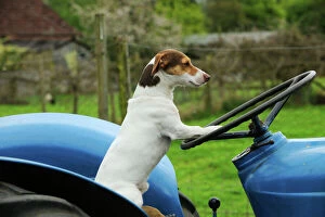 JD-21515 DOG. Jack russell terrier sitting on tractor