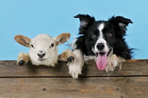 JD-21547 DOG & LAMB. Border collie and cross breed lamb looking over old barn door best friends