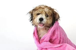 JD-21579 DOG. Teddy Bear dog (wet ) wrapped in a towel
