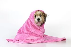 JD-21580 DOG. Teddy Bear dog (wet ) wrapped in a towel