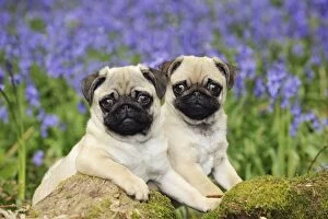 JD-21637 DOG. Pug puppies standing together in bluebells