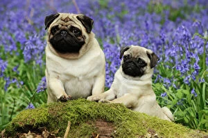 JD-21640 DOG. Pug standing next to pug puppy in bluebells