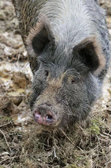 JD-21651 PIG. Berkshire pig in mud (head shot)