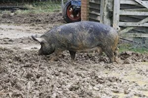JD-21652 PIG. Berkshire pig in mud