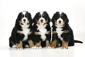 JD-21677 DOG. Bernese mountain puppies sitting in a row