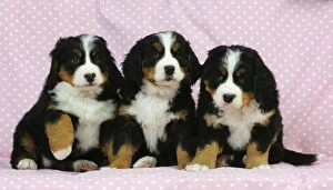 JD-21686 DOG. Bernese mountain puppies sitting in a row