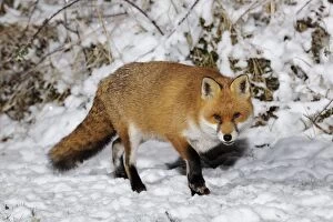 JD-21692 FOX. Fox in snow