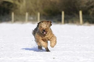 JD-21693 DOG. Briard running through the snow