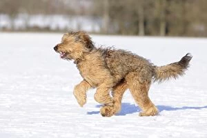 JD-21695 DOG. Briard running through the snow