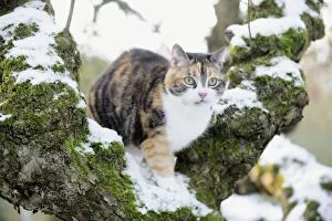 JD-21696 CAT. Cat sitting in snow covered tree