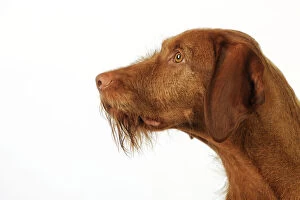 JD-21812 DOG. Hungarian wired haired Vizsla