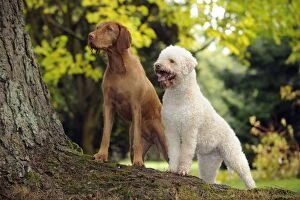 JD-21814 DOG. Lagotto Romagnolo and Hungarian Wire-haired Vizsla standing on tree root