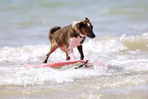 JD-21834 DOG. Collie cross breed surfing
