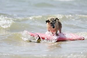 JD-21835 DOG. Jack russell cross breed surfing