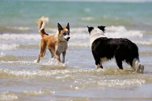 JD-21837 DOG. Collie (Welsh Collie) and border collie in surf