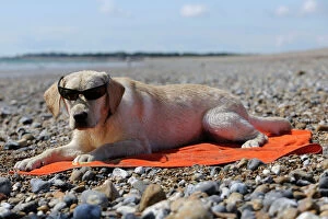 JD-21838-C DOG. Labrador wearing sunglasses laying on beach towel