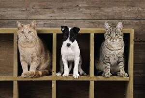 JD-21852 DOG & CAT. Jack russell terrier puppy standing in wooden box in between two cats sitting in wooden box