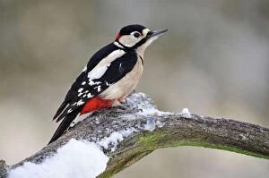 JD-21861 BIRD.Great spotted woodpecker