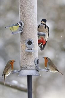 JD-21863 BIRD. Blue tit, Great spotted woodpecker (Dendrocopus major) and Two robins on feeder in snow