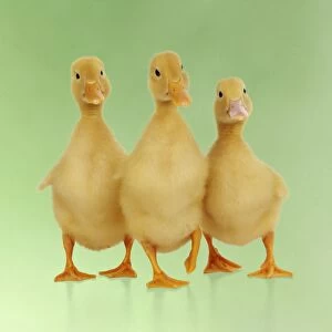 JD-21865-M-C DUCK. Three ducklings stood in a row