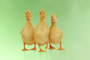 JD-21865-M DUCK. Three ducklings stood in a row