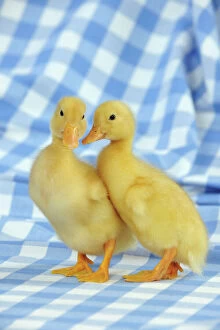 Jd 21868 duck ducklings standing