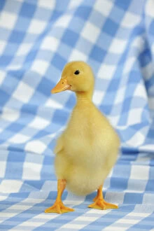 Jd 21869 duck duckling standing