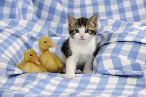 JD-21872 CAT & DUCK. Kitten sitting next to two ducklings sitting
