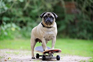 JD-21881 DOG. Pug on skateboard