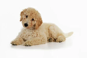 JD-22032 DOG Goldendoodle puppy laying down