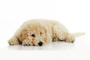 JD-22033 DOG Goldendoodle puppy laying down