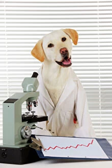 JD-22038 DOG Yellow labrador wearing lab coat with microscope