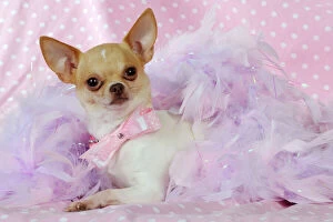 JD-22058 DOG Chihuahua wearing pink collar laying on purple feather boa