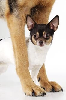 JD-22064 DOG Chihuahua standing between a german shepherds paws