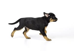 JD-22099 DOG. Rottweiler puppy running
