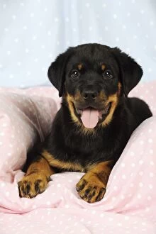 JD-22106 DOG. Rottweiler puppy with tongue out lying down on blanket