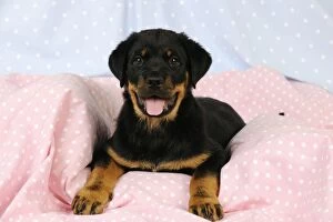 JD-22107 DOG. Rottweiler puppy with tongue out lying down on blanket