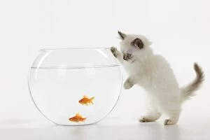 JD-22120 CAT. Kitten watching fish in fish bowl