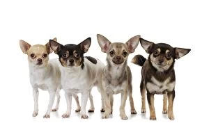 JD-22129 DOG. Chihuahuas standing in a row